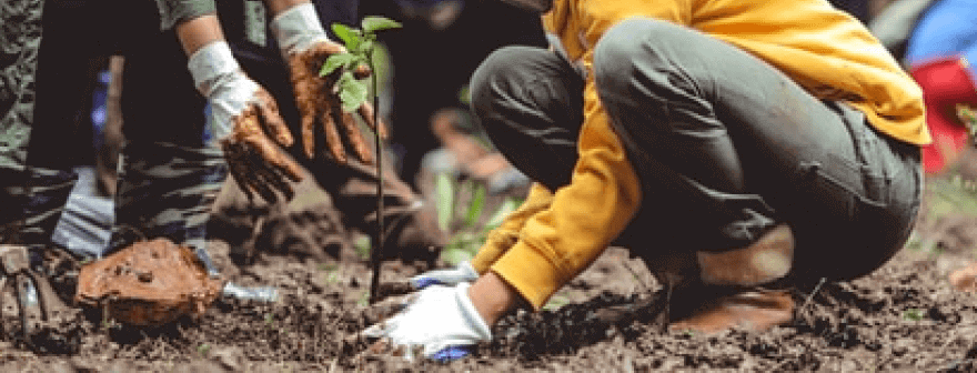 <p class="sm-heading fw-bold"><span class="sm-font fw-regular text-dark-grey">REFORESTATION</span><br> Airbnb started with intensive reforestation</p>