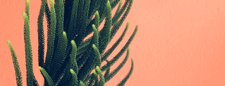 <p class="sm-heading fw-bold"><span class="sm-font fw-regular text-dark-grey">REFORESTATION</span><br> Airbnb started with intensive reforestation</p>