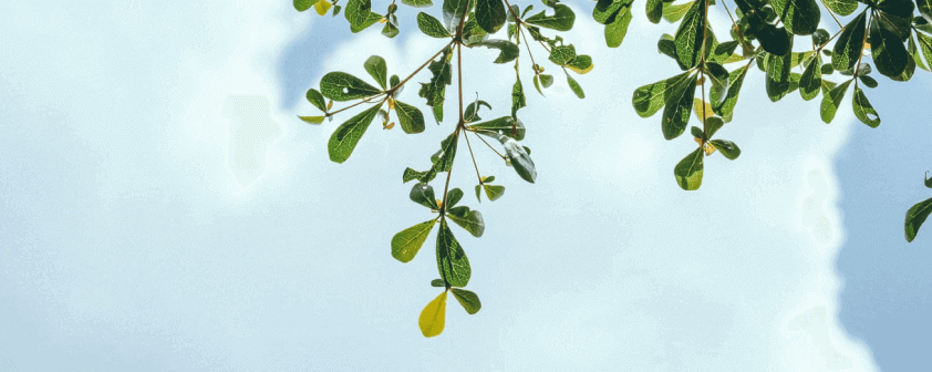 <p class="sm-heading fw-bold"><span class="sm-font fw-regular text-dark-grey">REFORESTATION</span><br> Airbnb started with intensive reforestation</p>